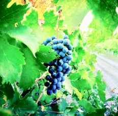 www.dgbookblog.com:grapes